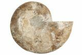 Bargain, Daisy Flower Ammonite (Choffaticeras) - Madagascar #191237-3